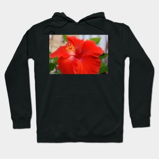 Hibiscous - Chicago IL Mag Mile Hoodie